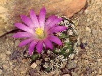 Mammillaria hernandezii J.Lode-307.jpg